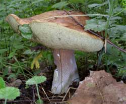 Как вырастить лесные грибы. Фото: Владимир Мао